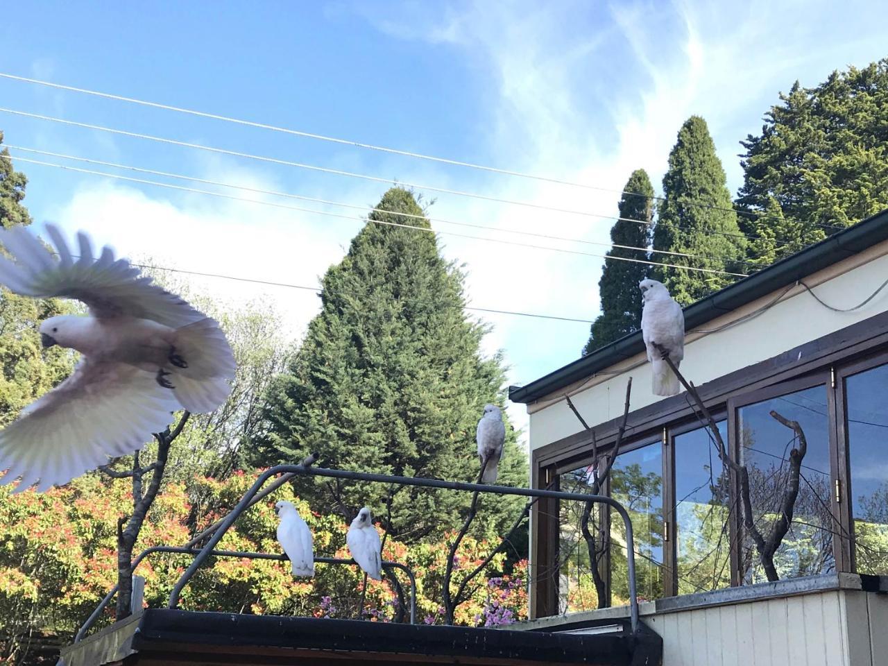 The Clarendon Motel Katoomba Dış mekan fotoğraf