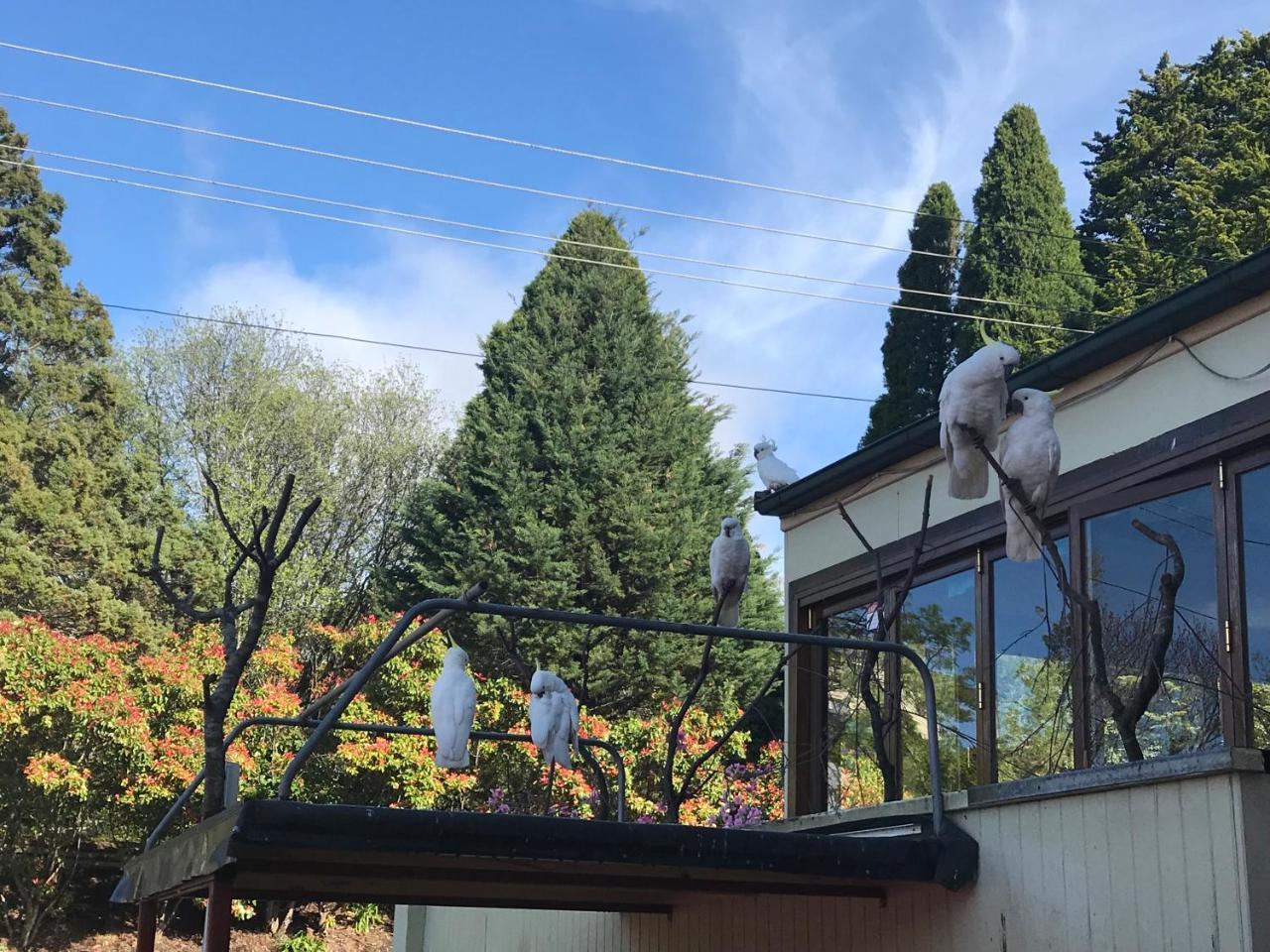 The Clarendon Motel Katoomba Dış mekan fotoğraf